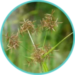 Musta Extract (50mg) (Cyperus Rotundus)