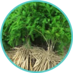 Shatavari (100mg)(Asparagus Racemosus)