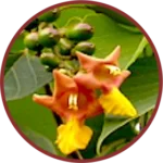 Kasmarayadi Extract (100mg) (Gmelina Arborea)