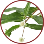 Bhringraj Liquid Extract (Eclipta Alba)