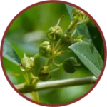 Mehandi Liquid Extract (Lawsonia Inermis)