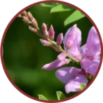 Nili Swaras Liquid Extract (Indigofera Tinctoria)