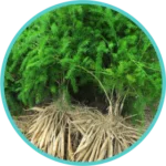 Shatavari Extract (50mg) (Asparagus Racemosus)