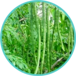 Moringa Extract (50mg) (Moringa Oleifera)
