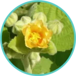 Bala Extract (50mg) (Sida Cordifolia)