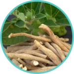 Ashwagandha Extract (50mg) (Withania Somnifera)