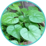 Giloy Extract (50mg) (Tinospora Cordifolia)