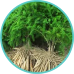 Shatavari Extract (50mg) (Asparagus Racemosus)